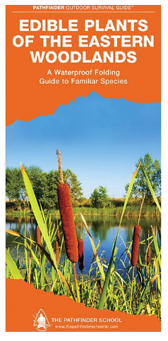 Edible Plants of the Eastern Woodlands