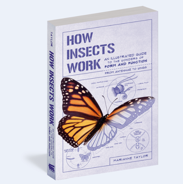 How Insects Work by Marianne Taylor
