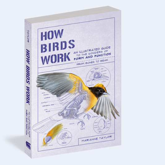 How Birds Work by Marianne Taylor