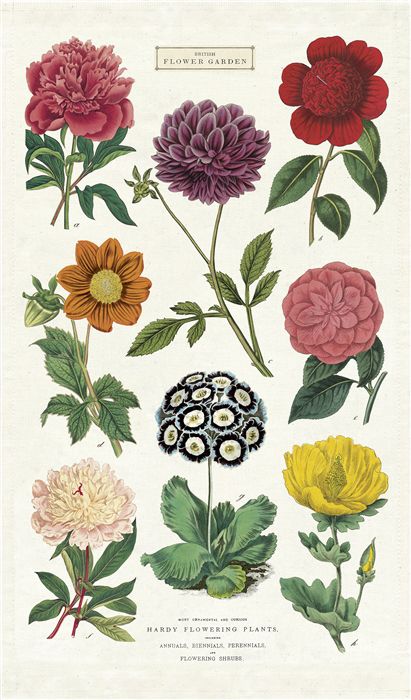 Cavallini Paper - Vintage Tea Towel