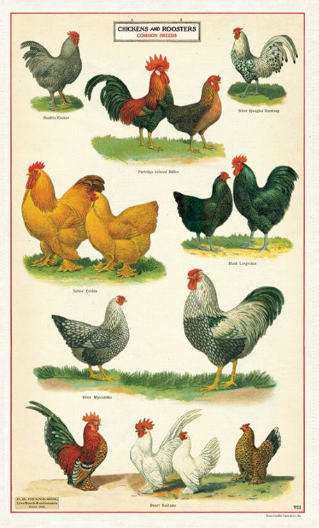 Cavallini Paper - Vintage Tea Towel