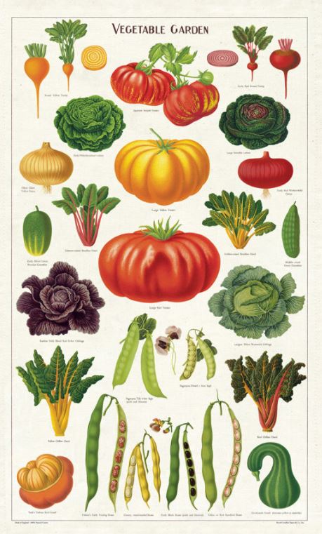 Cavallini Paper - Vintage Tea Towel