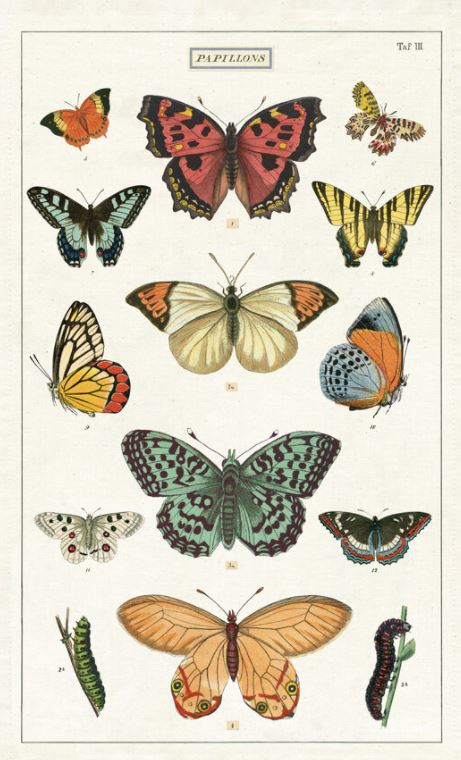 Cavallini Paper - Vintage Tea Towel