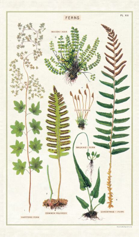Cavallini Paper - Vintage Tea Towel