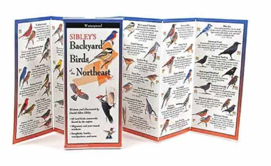 Sibley's Backyard Birds of the Northeast
