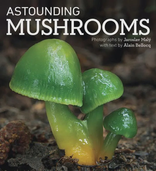 Firefly - Astounding Mushrooms