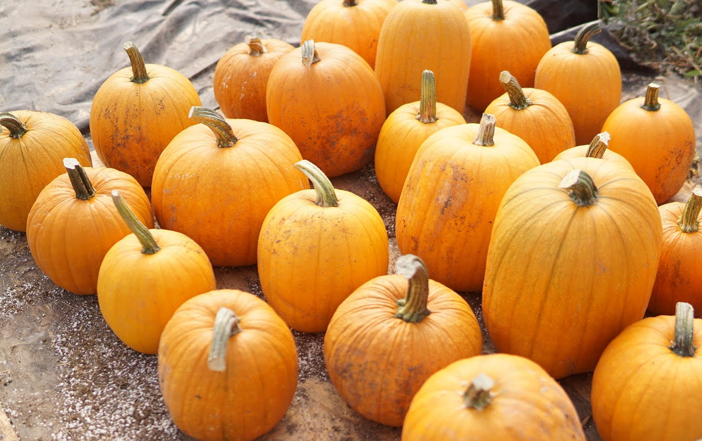 Pumpkins