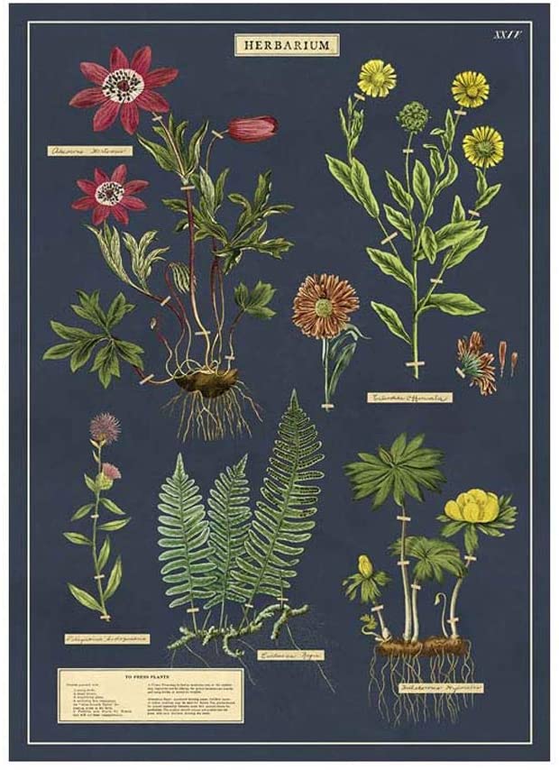 Herbarium Greeting Card & Envelope
