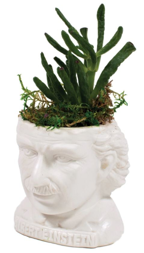 Unemployed Philosophers Guild - Albert Einstein Planter